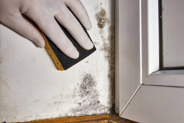 Best Mold Prevention Services  in Lionville, PA